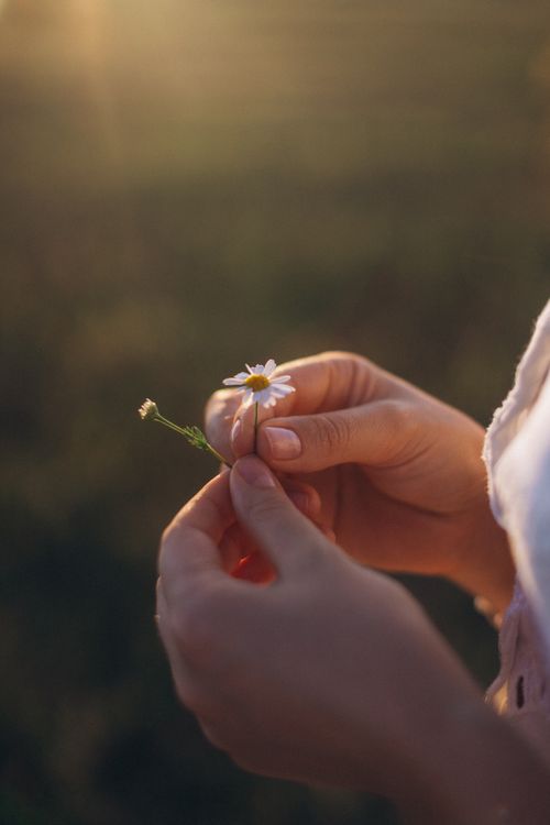 Free A close-up of hands delicately holding a daisy flower in the warm glow of sunset. Stock Photo