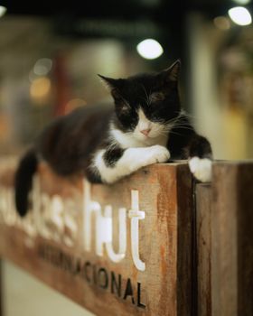 A black and white cat comfortably rests on a wooden bench in an urban night scene with bokeh lights.