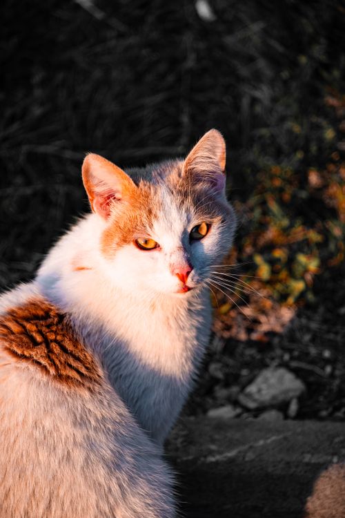 Free White and orange cat basking in warm sunlight, showcasing its serene expression in a natural setting. Stock Photo