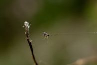 A detailed shot of a spider spinning a web from a branch against a blurred nature background.