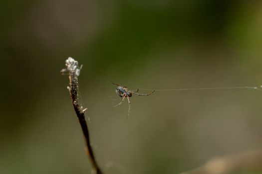 A detailed shot of a spider spinning a web from a branch against a blurred nature background.