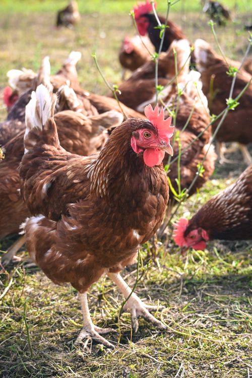 Free A group of brown chickens freely roaming in a sunny pasture, showcasing free-range farming. Stock Photo