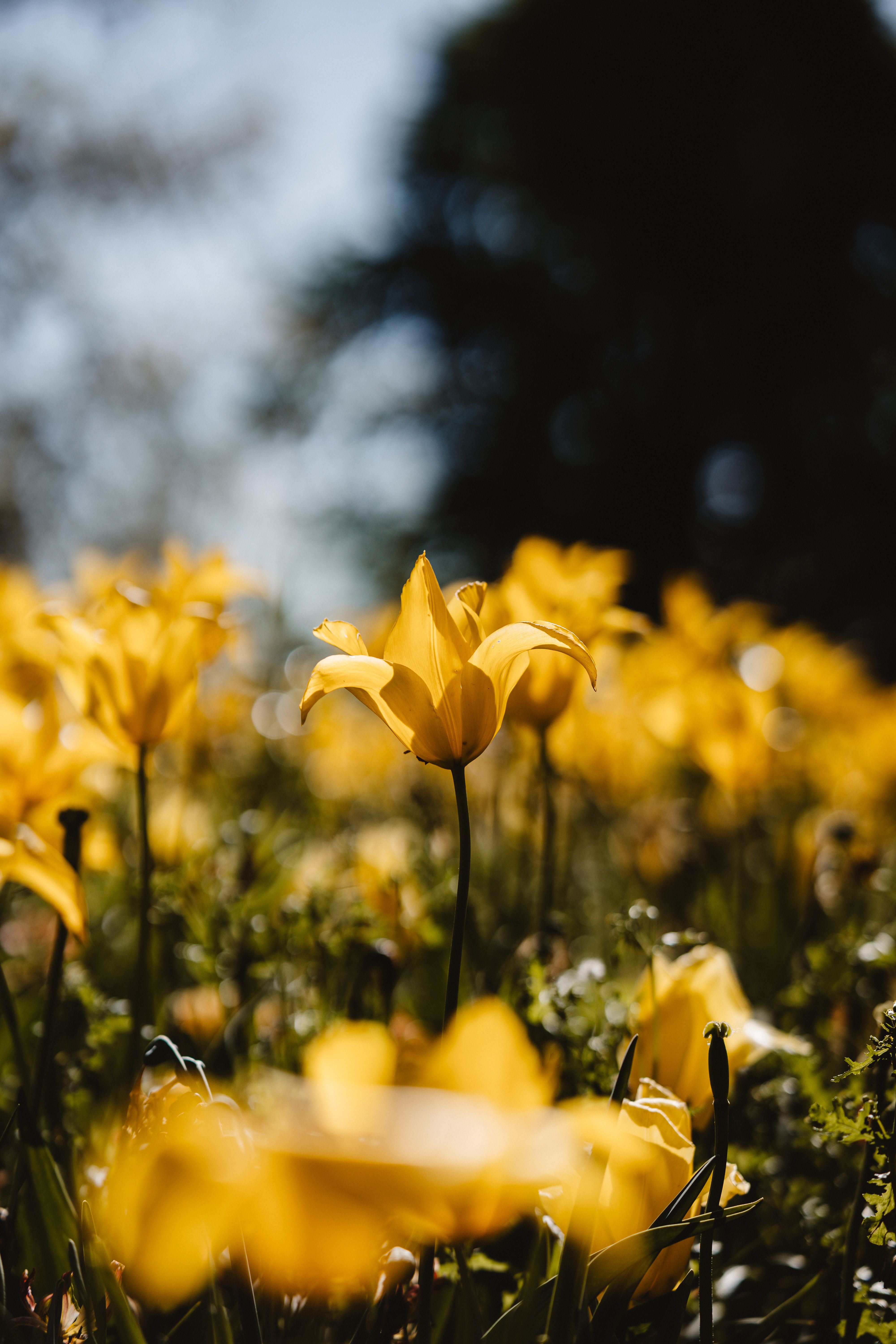 Close Up Photo of Yellow and White Flowers · Free Stock Photo