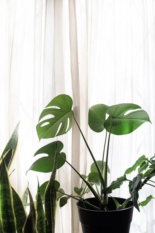 Free Elegant indoor plant setup featuring Monstera and Sansevieria by a bright window. Stock Photo
