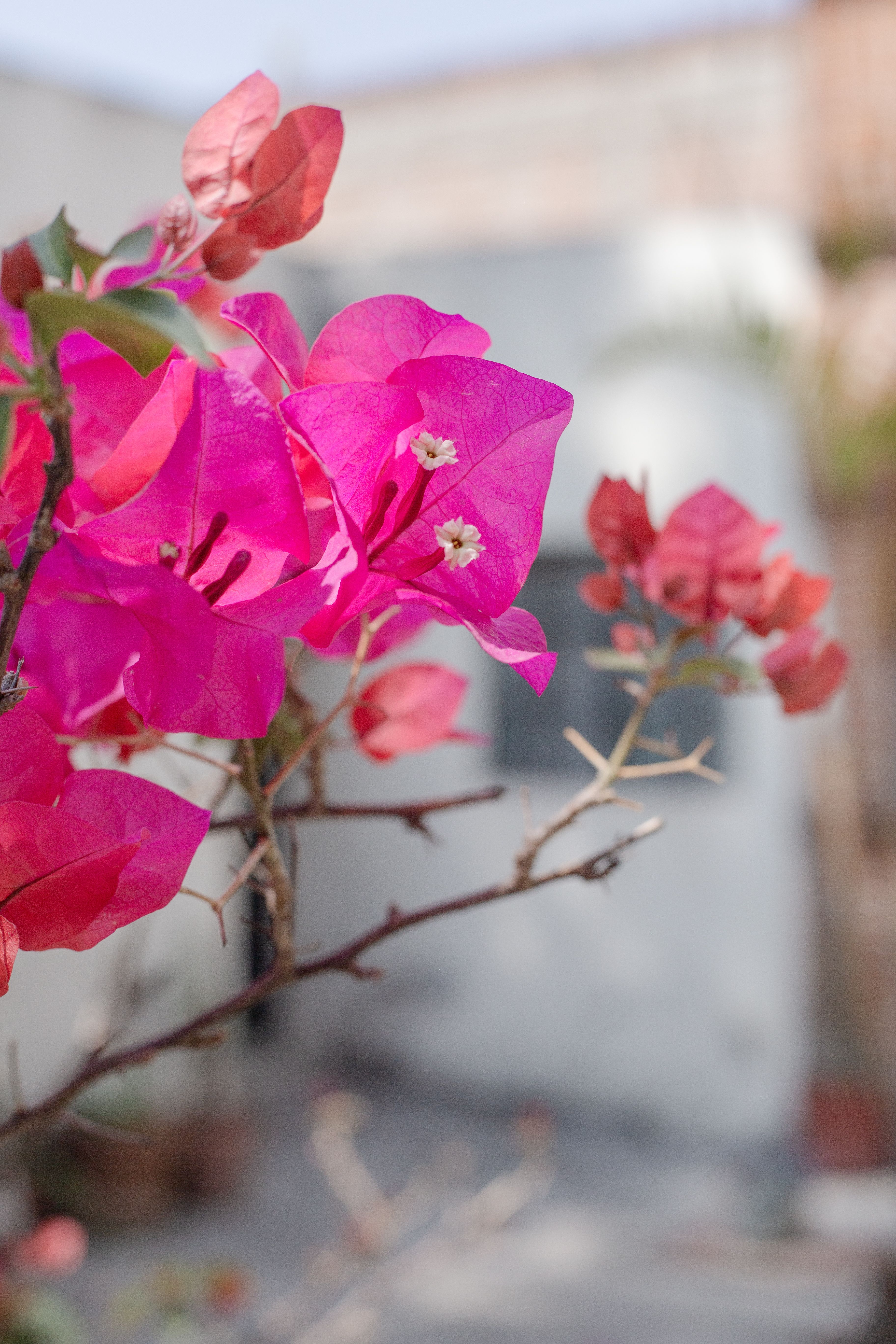[ColoSach]-close-up-of-bright-pink-bougainvillea-flowers-against-a-soft-urban-background.