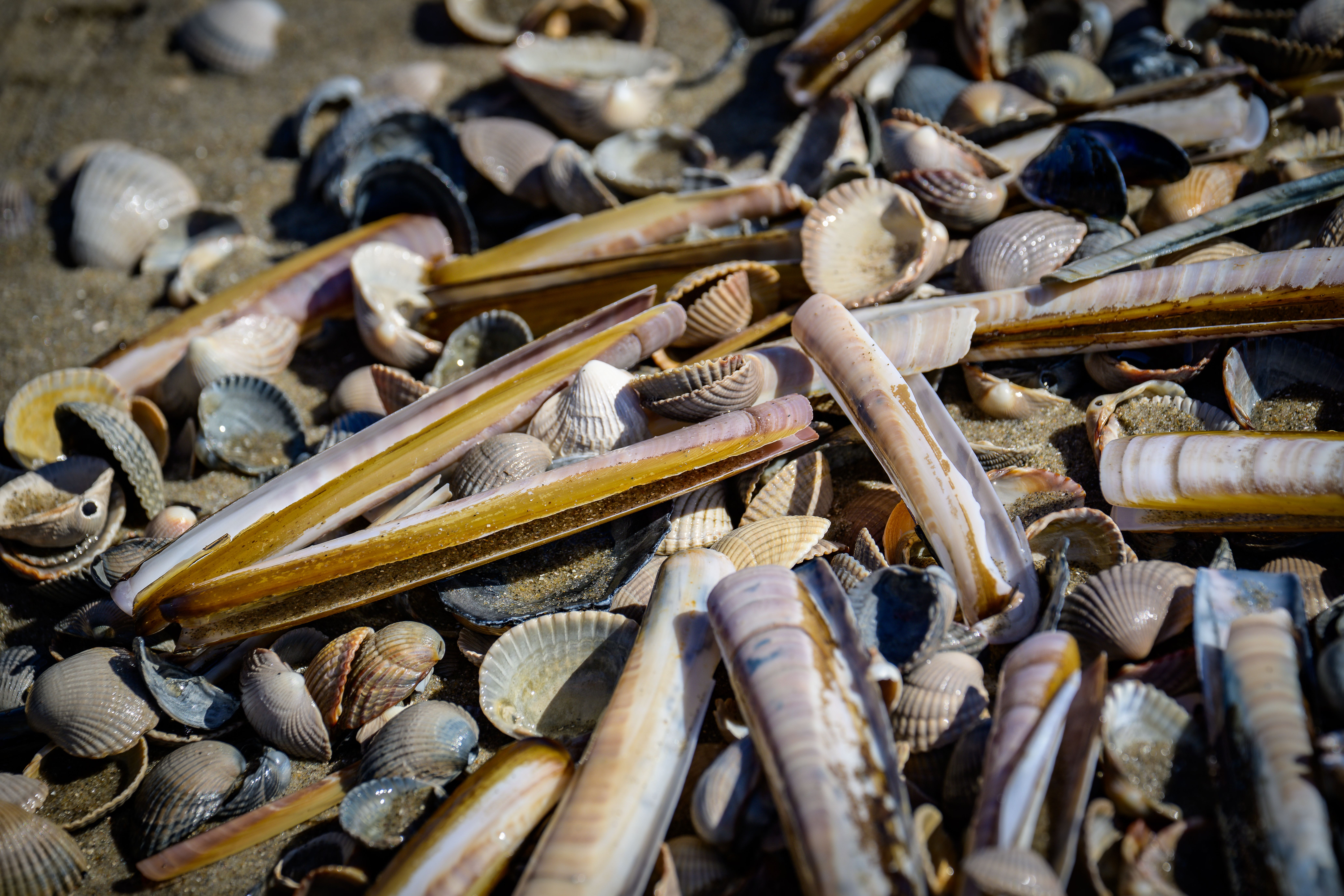 How to Cook Razor Clams? - Chef's Resource