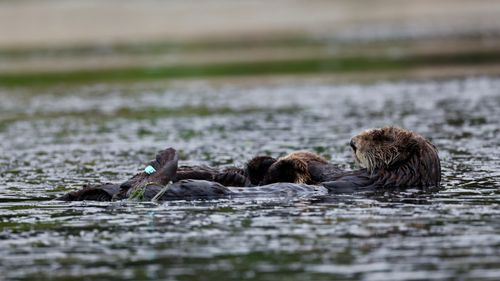 Free A serene scene of sea otters floating in Monterey Bay, California, showcasing their natural habitat. Stock Photo