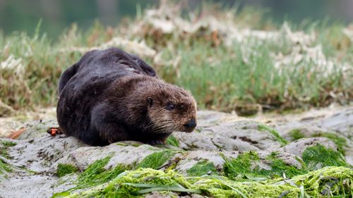 Free A sea otter rests on an algae-covered shore in Monterey, California. Stock Photo