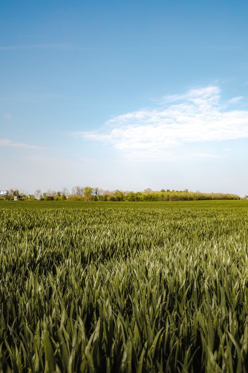 Free Expansive green wheat field under a clear blue sky, capturing the tranquility of rural Serbia. Stock Photo