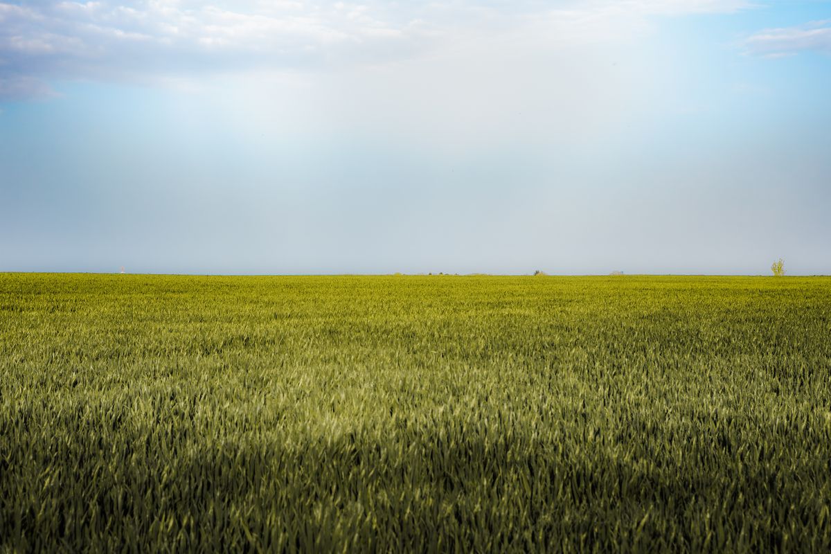 Green Grass Field Under Blue Sky · Free Stock Photo