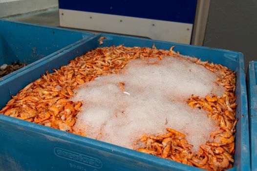 Large batch of fresh shrimp covered with ice in a blue crate, ready for distribution.