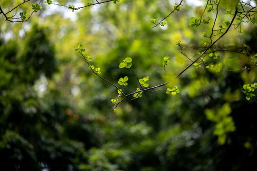 Free Close-up of fresh green leaves on a branch with blurred forest background, symbolizing spring. Stock Photo