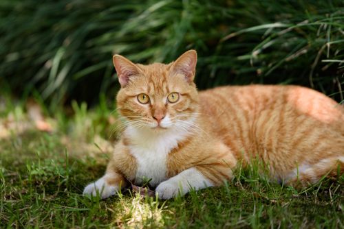 Free Adorable ginger tabby cat relaxing on lush green grass in a sunlit garden. Stock Photo