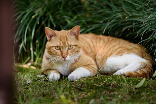 Free Orange tabby cat lounging on grass with lush greenery backdrop, perfect for pet-themed content. Stock Photo