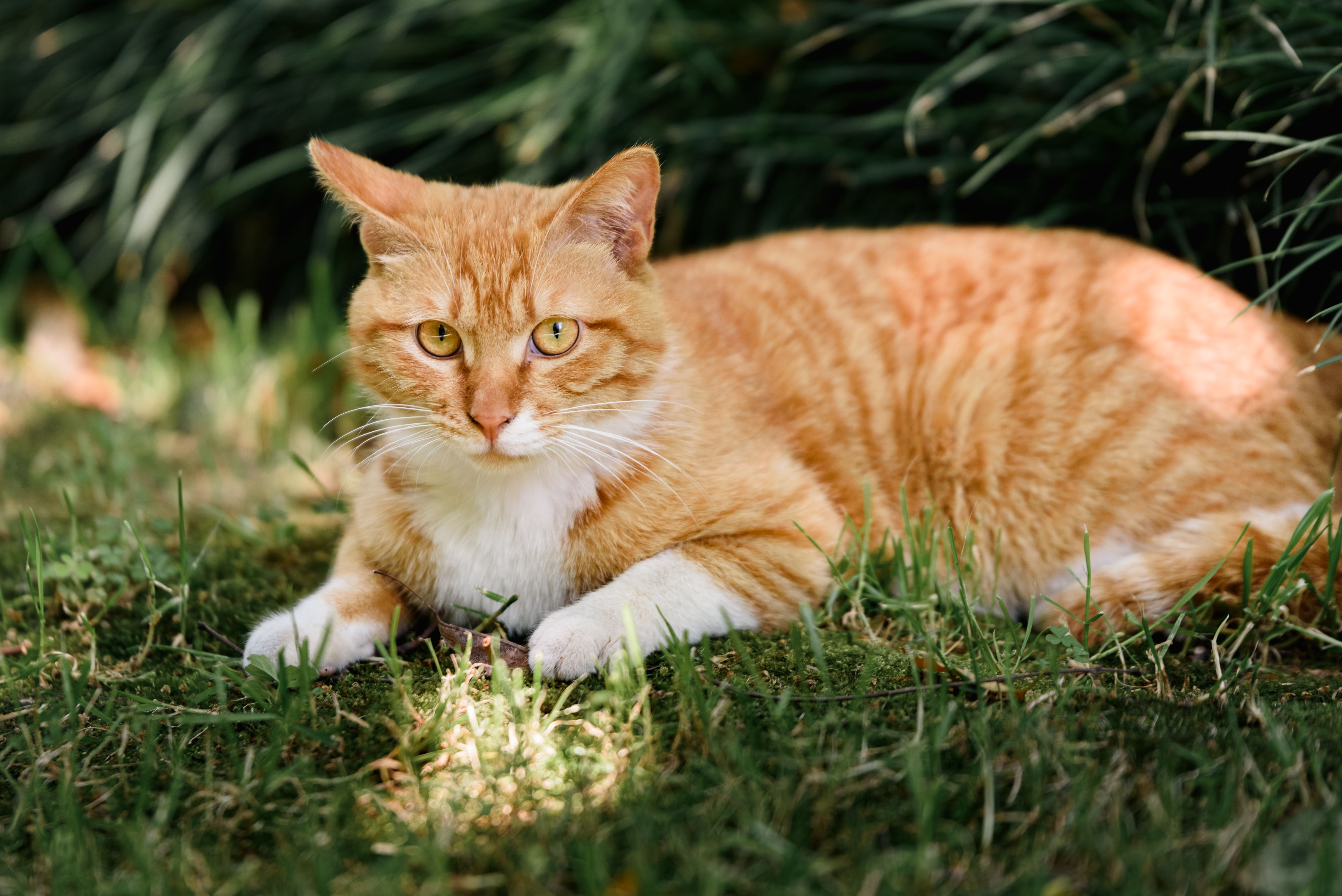 pet insurance pet finance and insurance — Photo by winrood lee on Pexels
