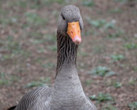 A detailed close-up of a Greylag Goose in a London park, showcasing its vibrant orange beak.