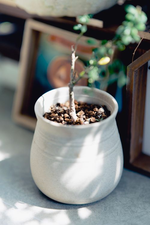Free A beautiful bonsai tree in a ceramic pot bathed in sunlight, offering a tranquil indoor aesthetic. Stock Photo
