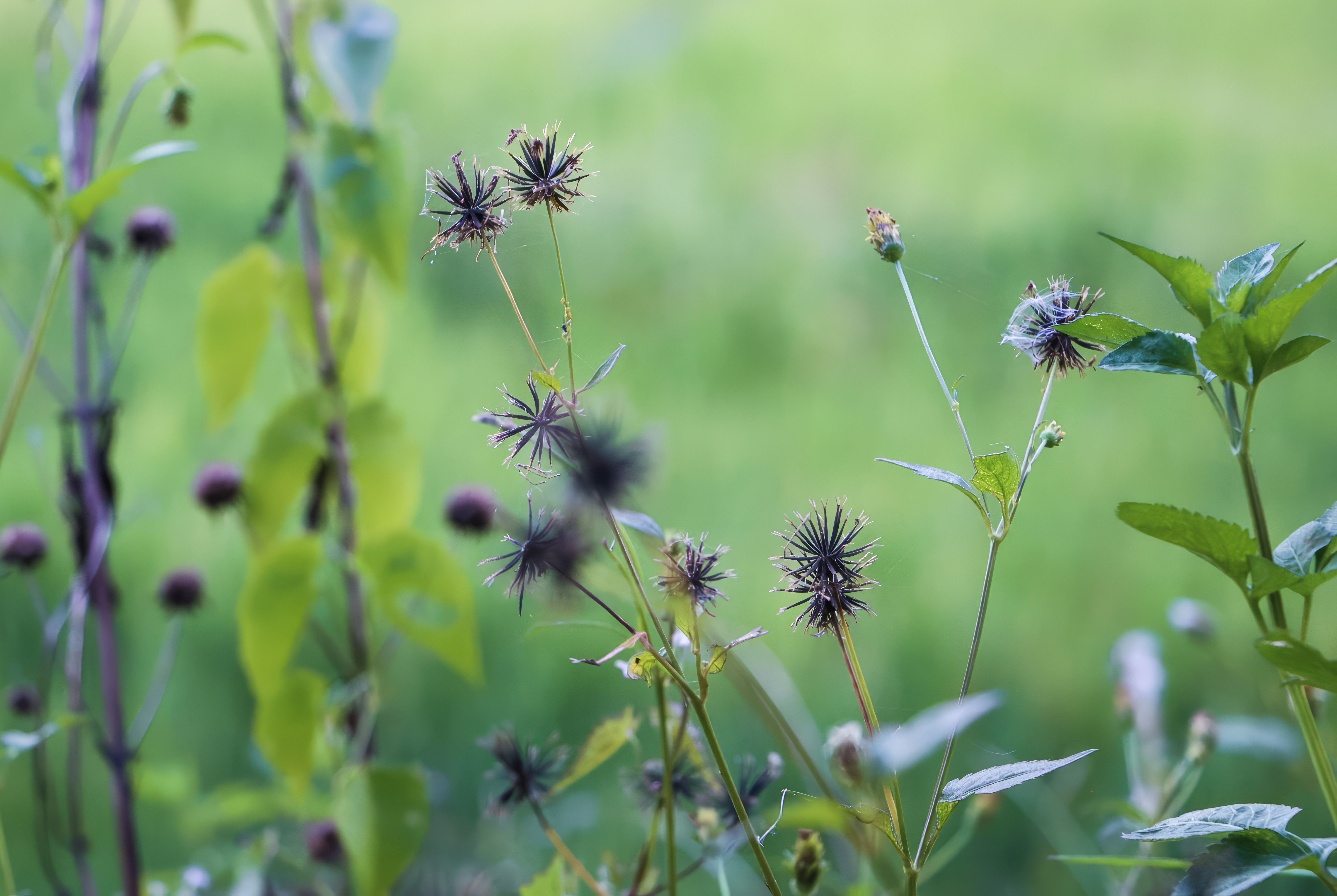 Urban Foraging Walk