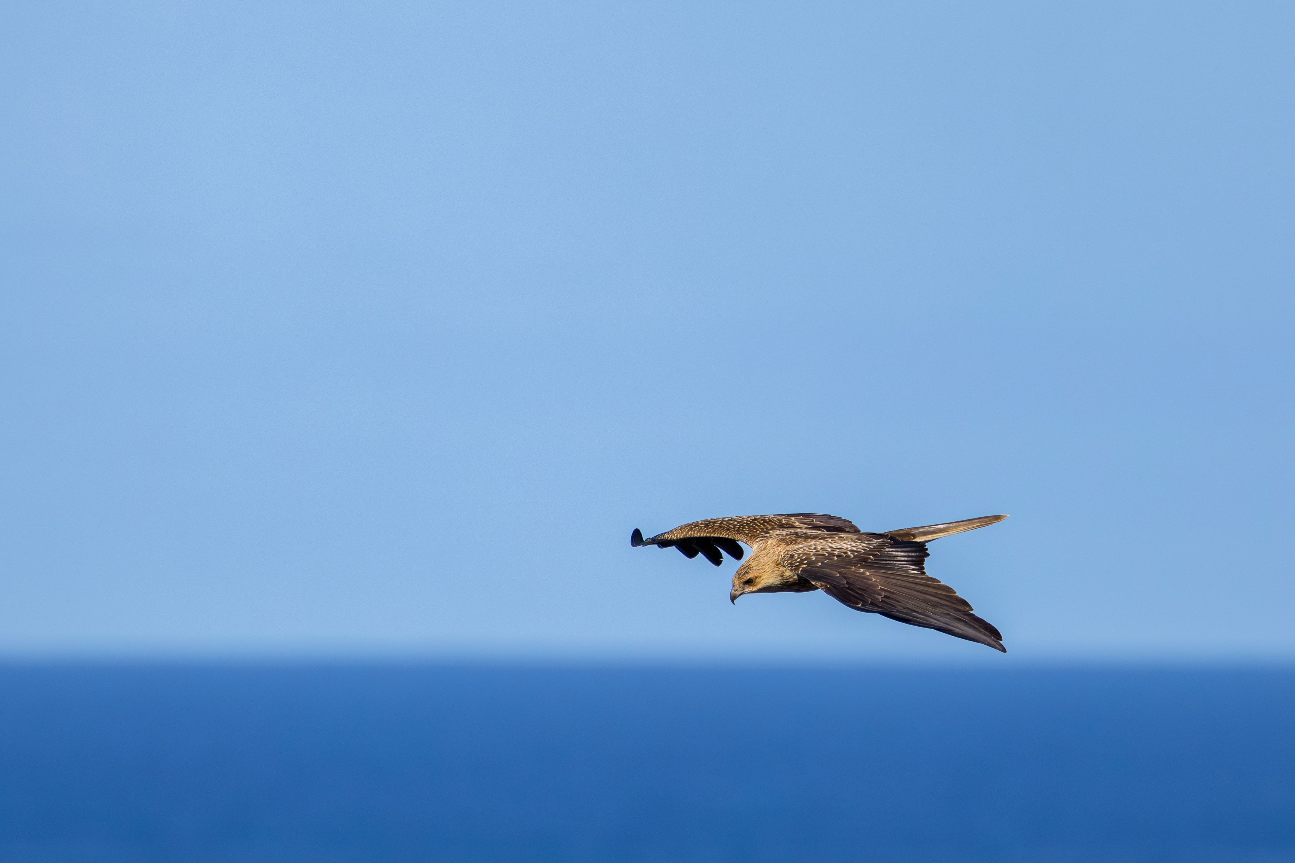 Observation Oiseaux Marins Îles Orbi