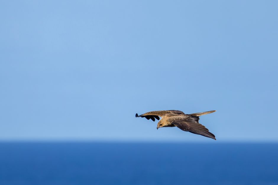 Observation Oiseaux Marins Îles Orbi