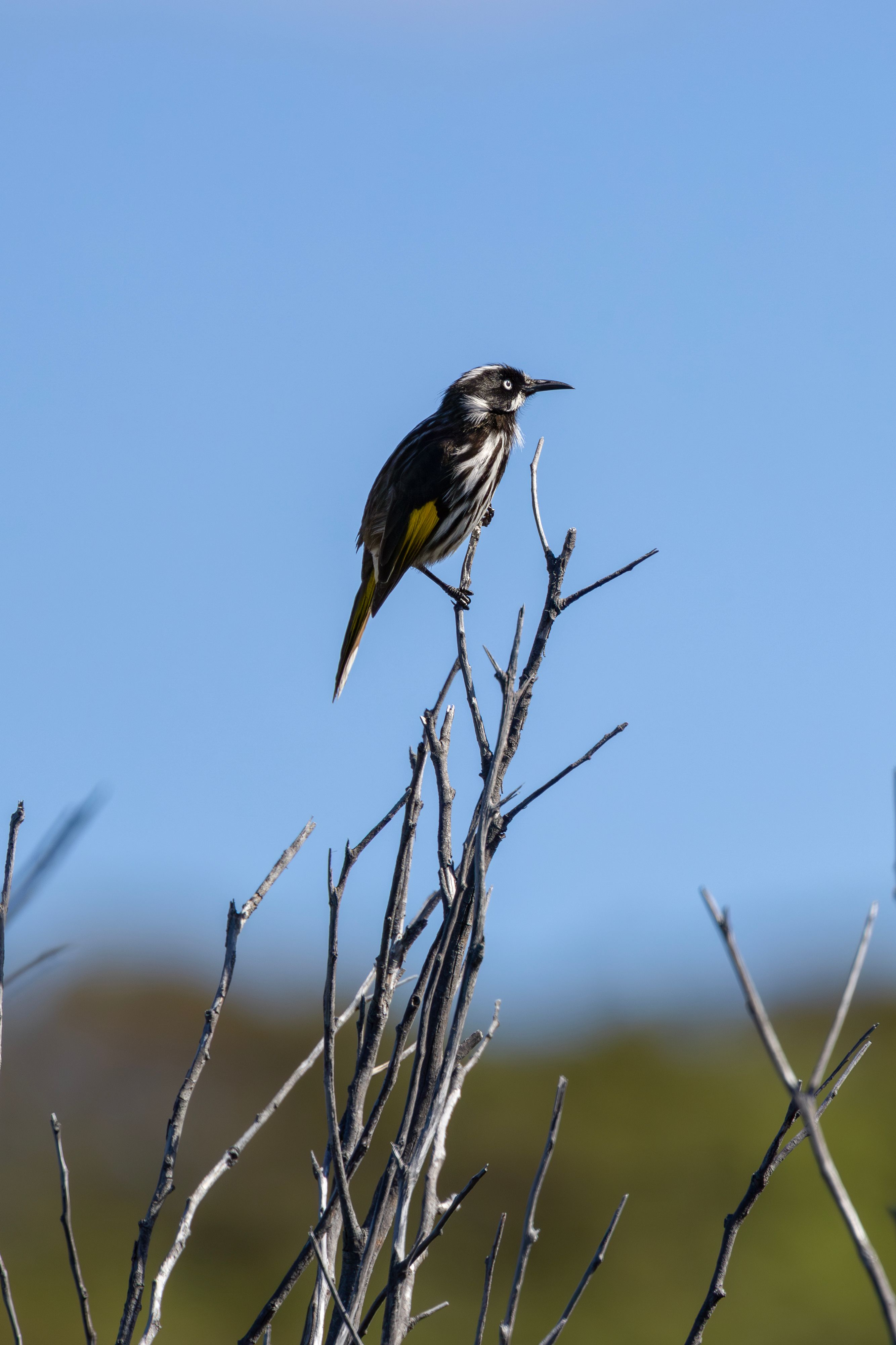 A New Holland Honeyeater (Phylidonyris novaehollandiae) perched on a twig in Jervis Bay, Australia.
