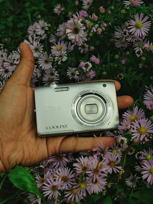Free Hand holding a digital camera nestled in a bed of purple daisies, outdoor setting. Stock Photo