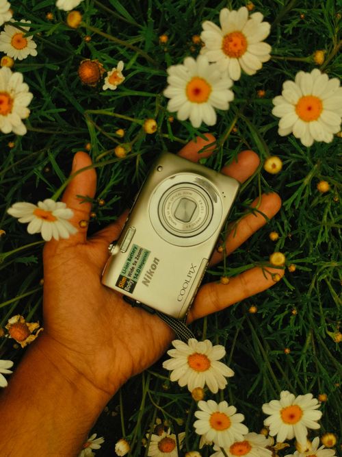 Free Close-up of a hand holding a camera with daisies in the background. Stock Photo