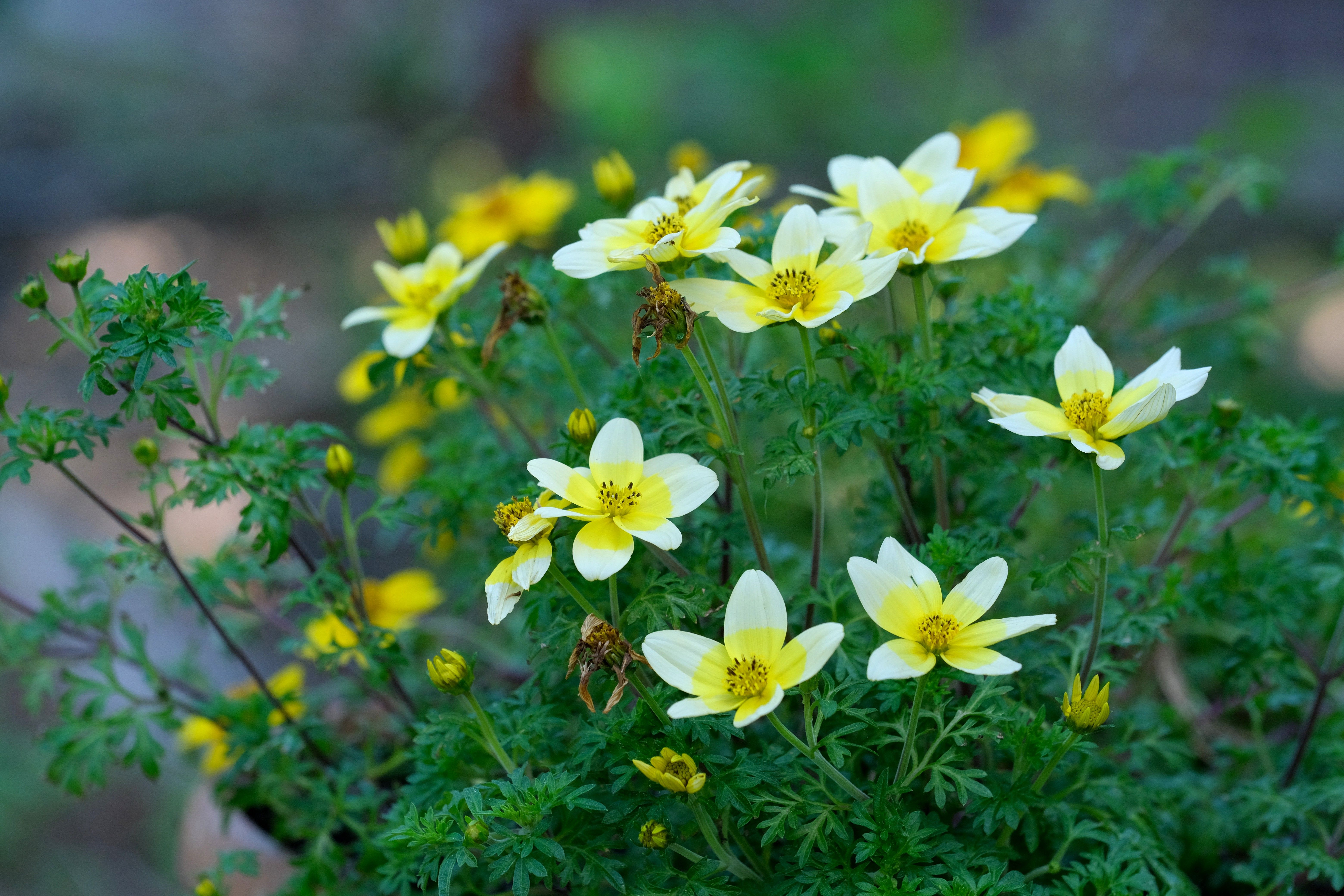Bright yellow Bidens flowers blooming vividly in a lush green garden setting, capturing a serene summer atmosphere.