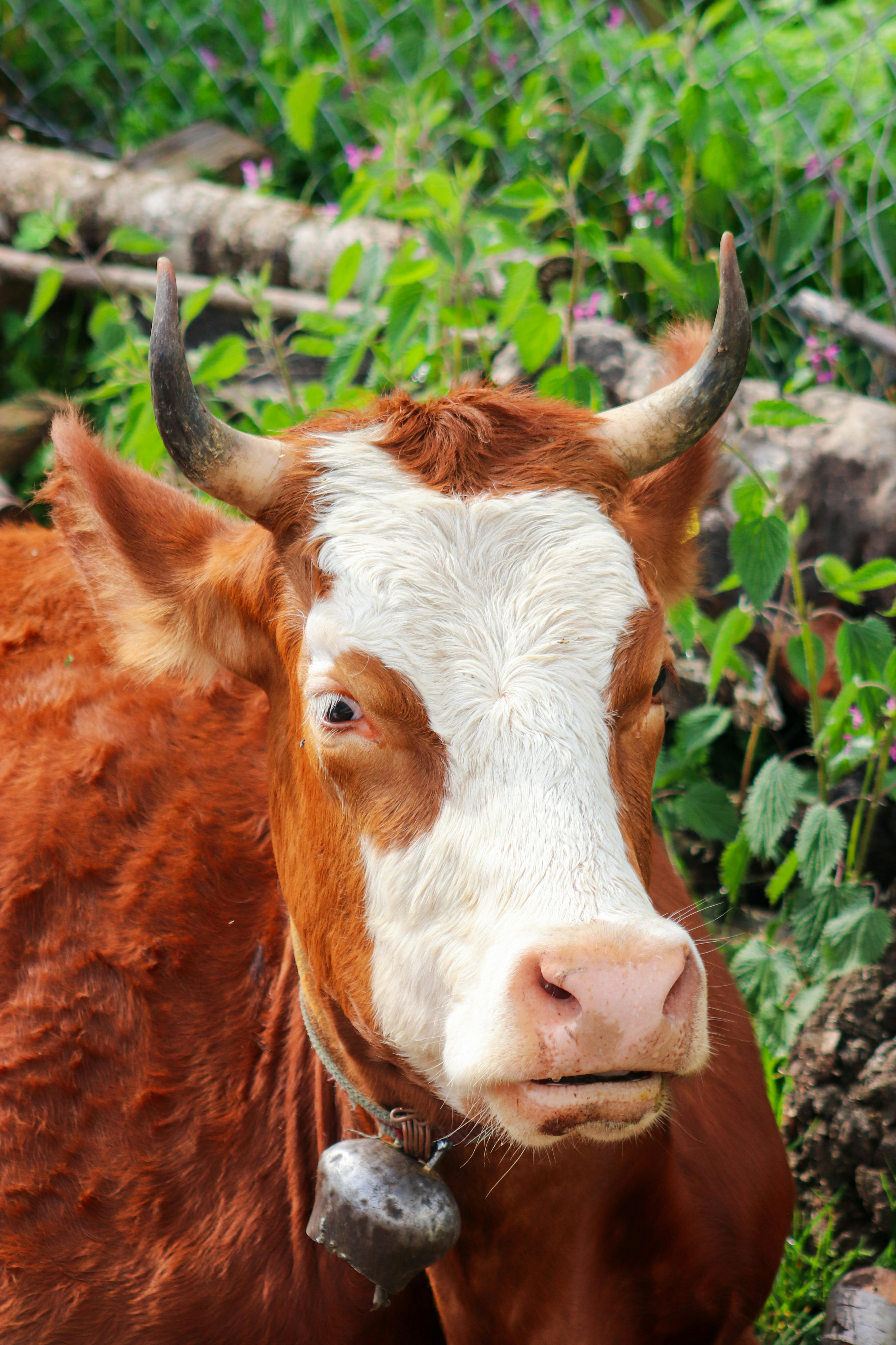 Brown and white cow with horns wearing a bell in a vibrant green pasture.