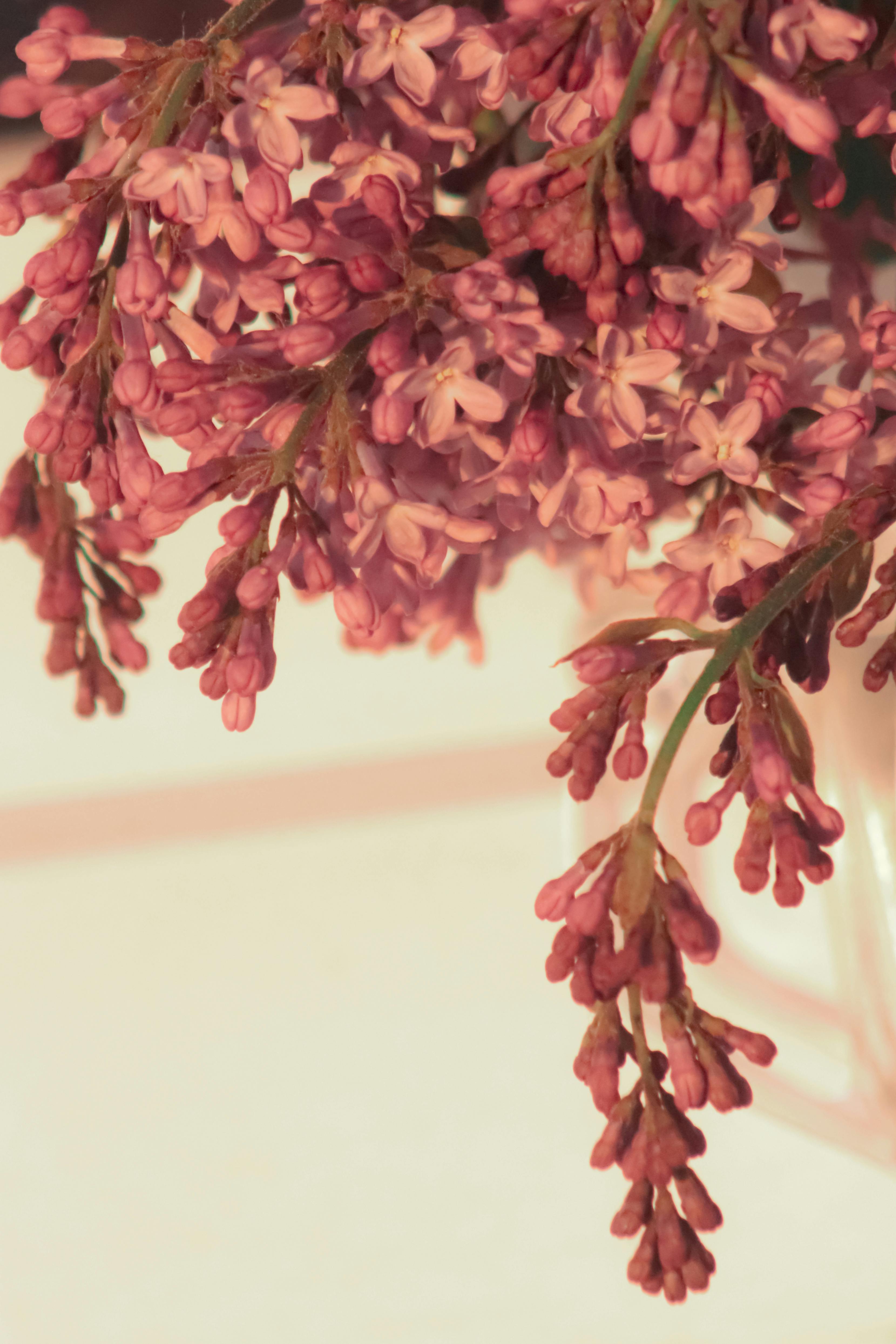 [ColoSach]-soft-focus-image-of-blooming-lilac-branches,-capturing-their-delicate-pink-flowers.
