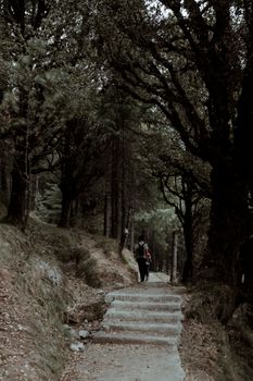 A tranquil forest pathway in Himachal Pradesh with people hiking and dense trees lining the trail.