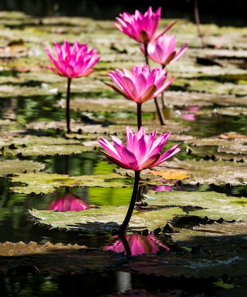 水にピンクの蓮の花