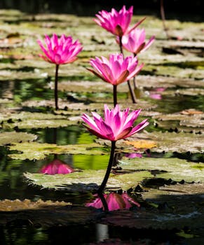 在宁静的池塘中，粉红色的睡莲在郁郁葱葱的绿叶上惊艳绽放