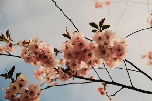 Free Beautiful pink cherry blossoms on branches under a clear blue sky in Turku, Finland. Stock Photo