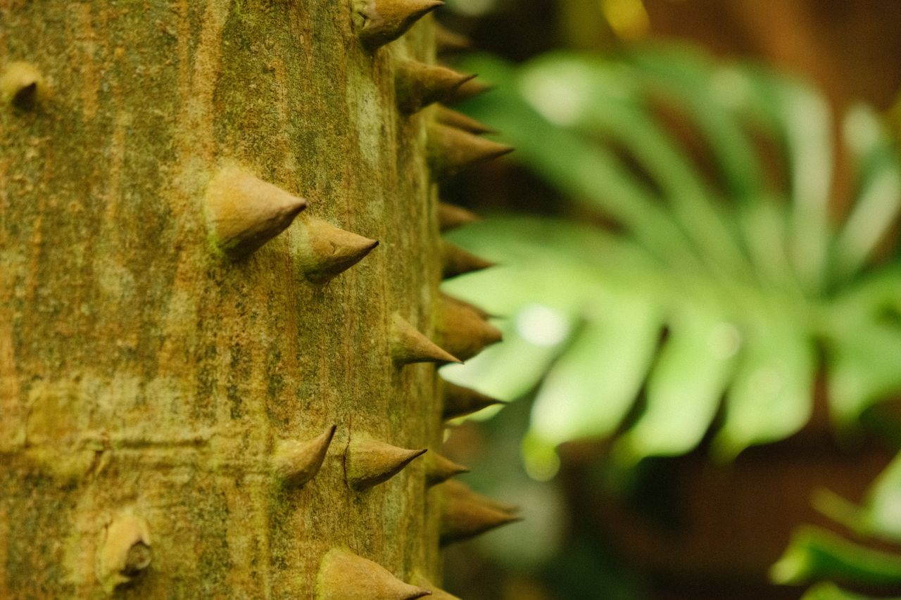 detailed close up of spiky bark and lush leaves in a finnish forest