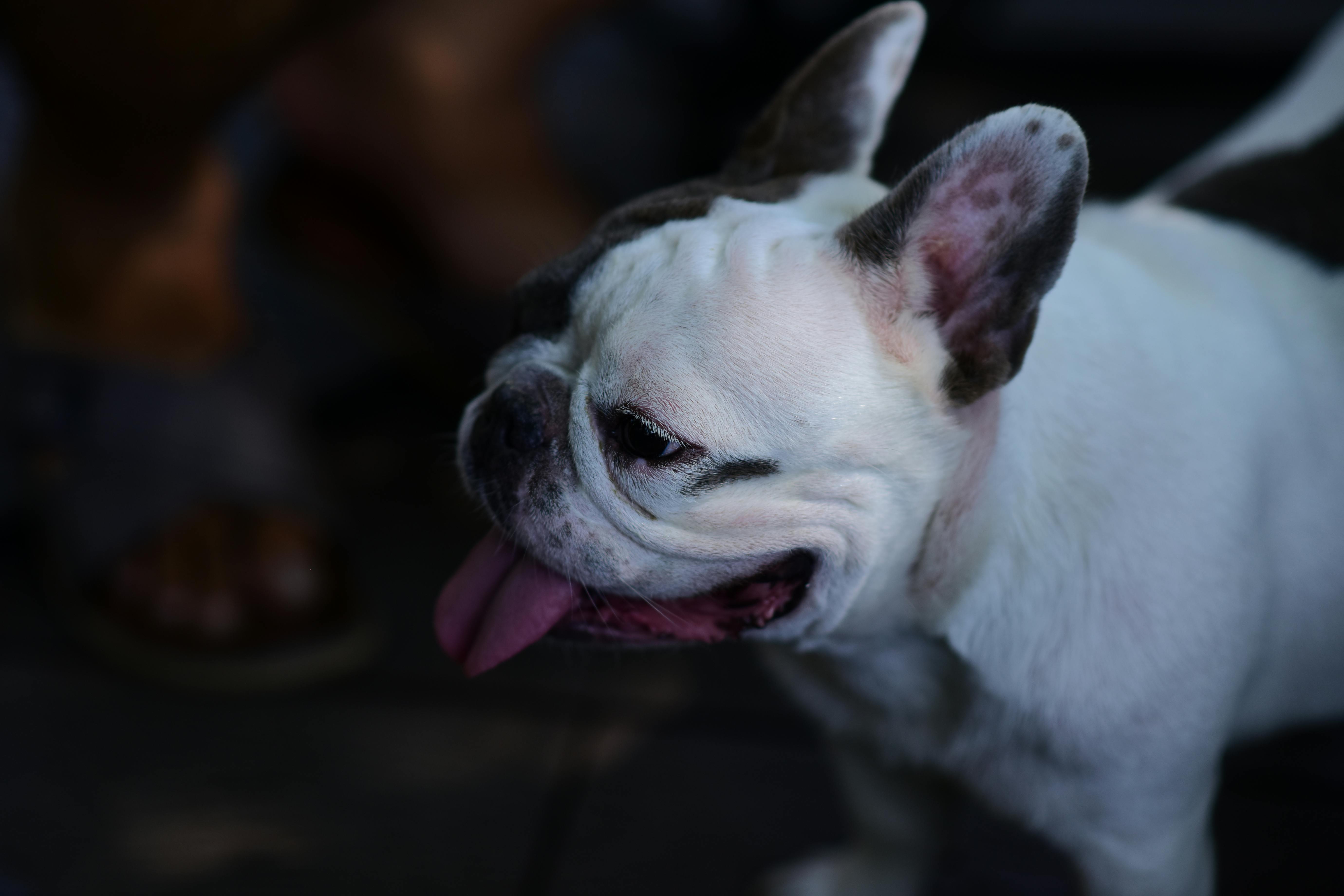 pet care pet safety — Photo by Sóc Năng Động on Pexels