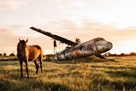 Warm blooded purebred stallion standing on pasture near dirty plane after having accident in countryside at colorful sundown