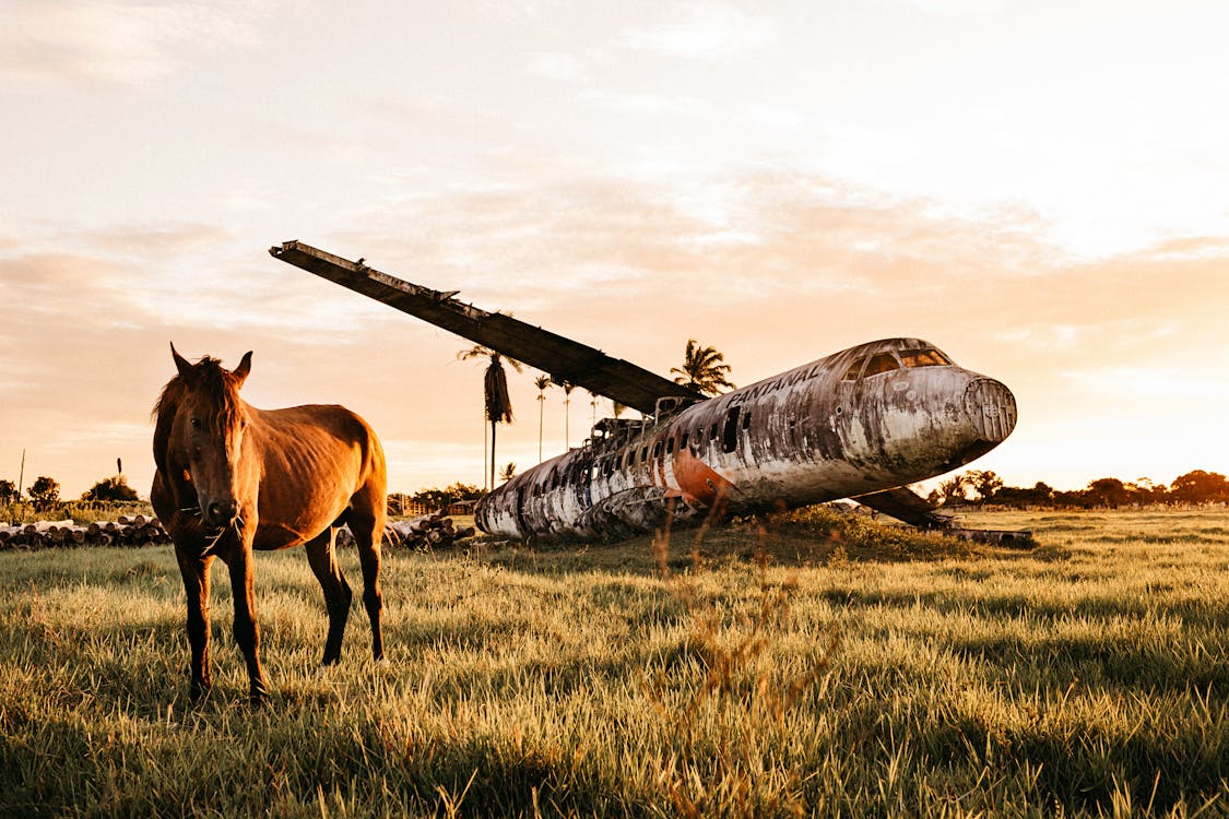 Free Warm blooded purebred stallion standing on pasture near dirty plane after having accident in countryside at colorful sundown Stock Photo