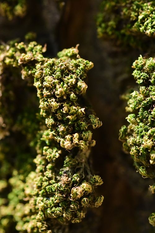 Free Detailed photograph of green moss growing intricately on tree bark, showcasing nature's texture. Stock Photo