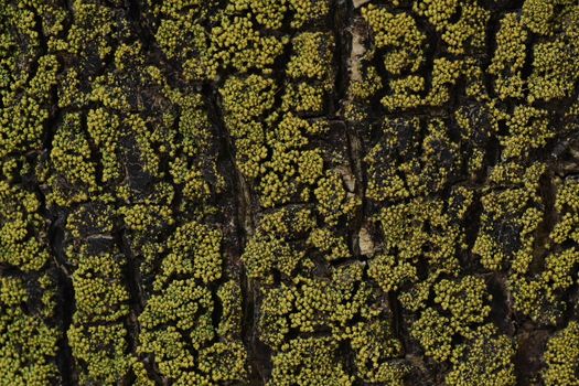 Detailed macro photograph of tree bark covered in yellow lichen, showcasing natural patterns and textures.
