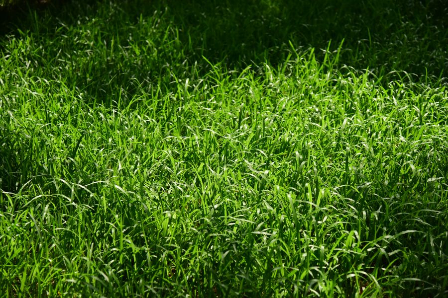 Vibrant green grass illuminated by sunlight in an outdoor field, ideal for nature themes.