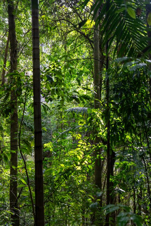 Free Dense tropical rainforest in Queensland, Australia with lush greenery and sunlight filtering through. Stock Photo