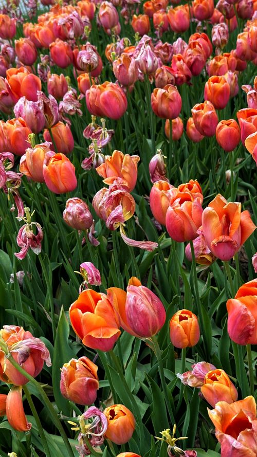 Free A beautiful field of orange tulips in full bloom capturing the essence of springtime. Stock Photo
