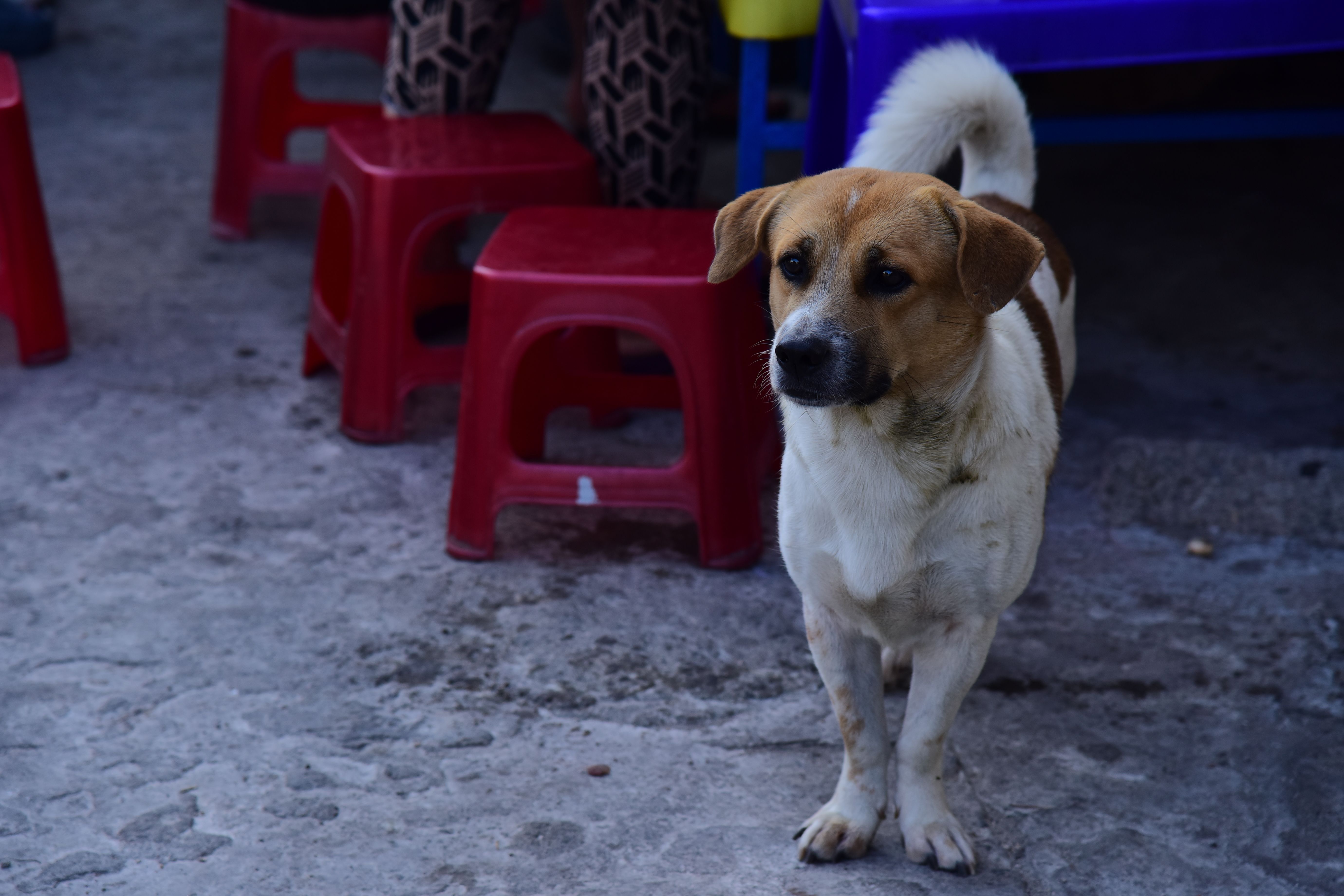A dog undergoing diagnostic blood testing at a veterinary clinic