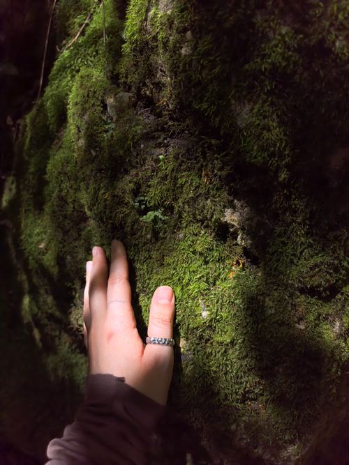 Free A person's hand gently touches vibrant green moss in a forest setting. Stock Photo