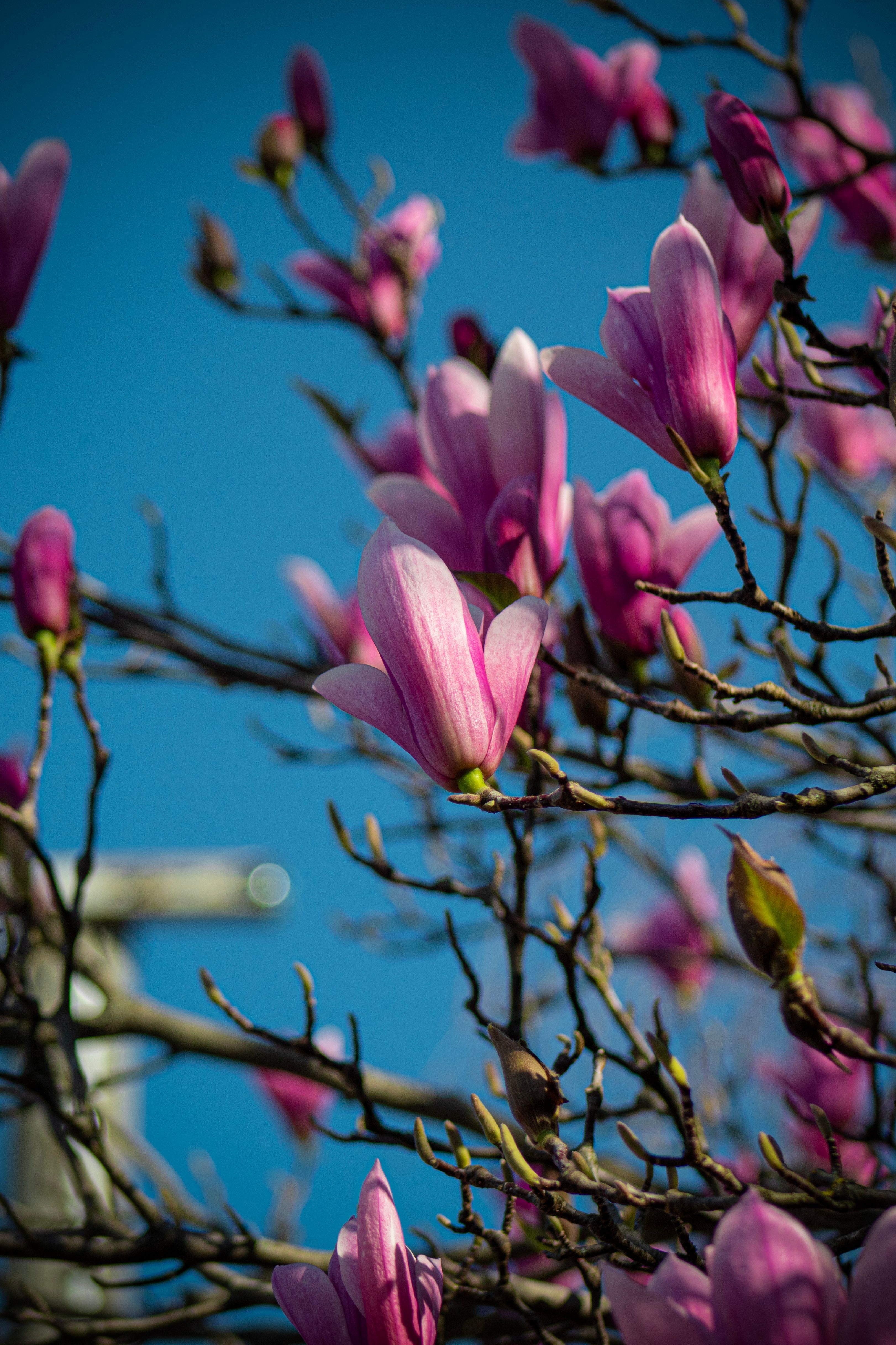 Vibrant pink magnolia blossoms in full bloom against a clear blue sky in Friuli-Venezia Giulia, Italy.