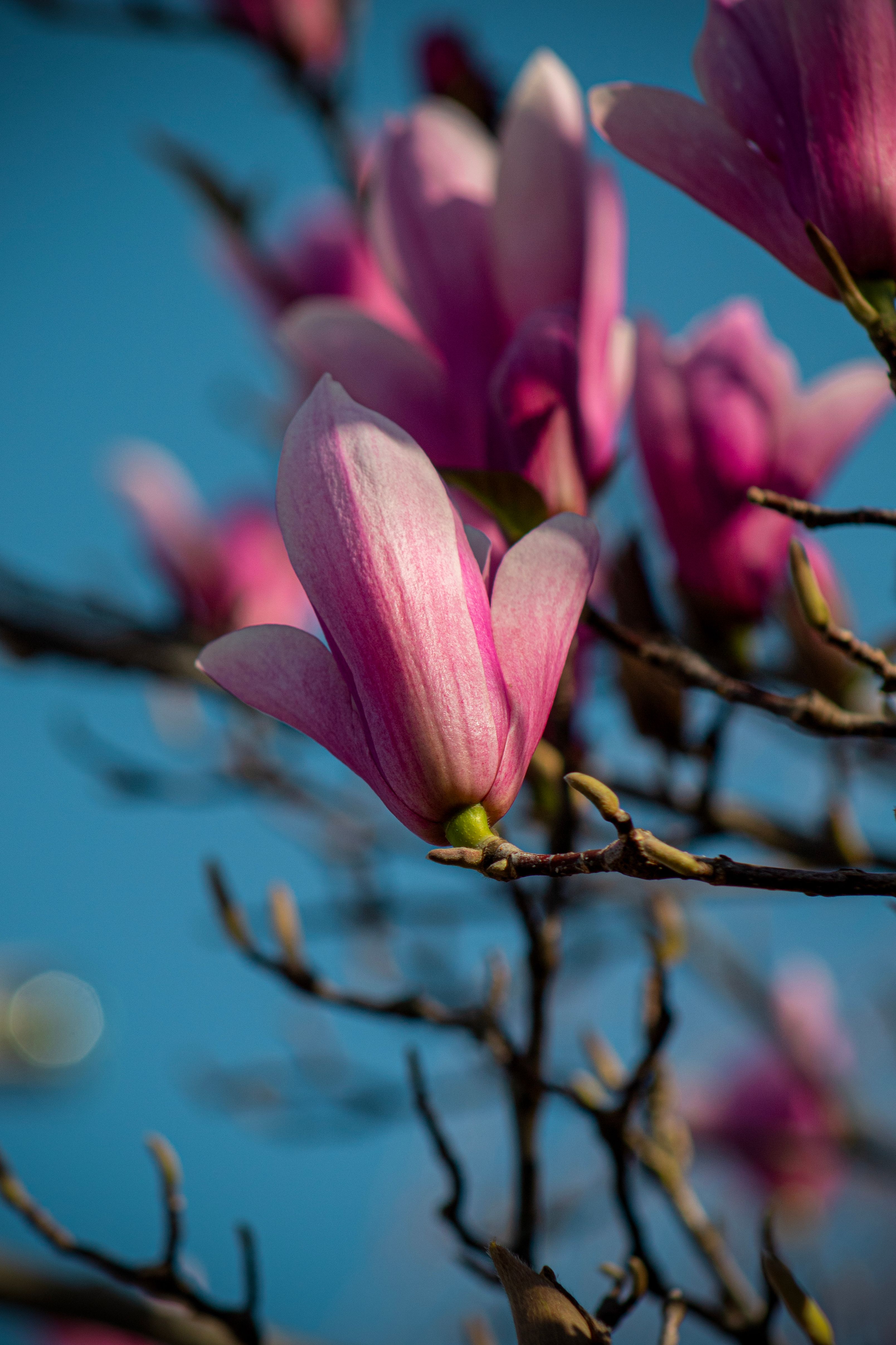 Pink magnolia flowers blooming against a clear blue sky in spring. Perfect for nature and floral photography.