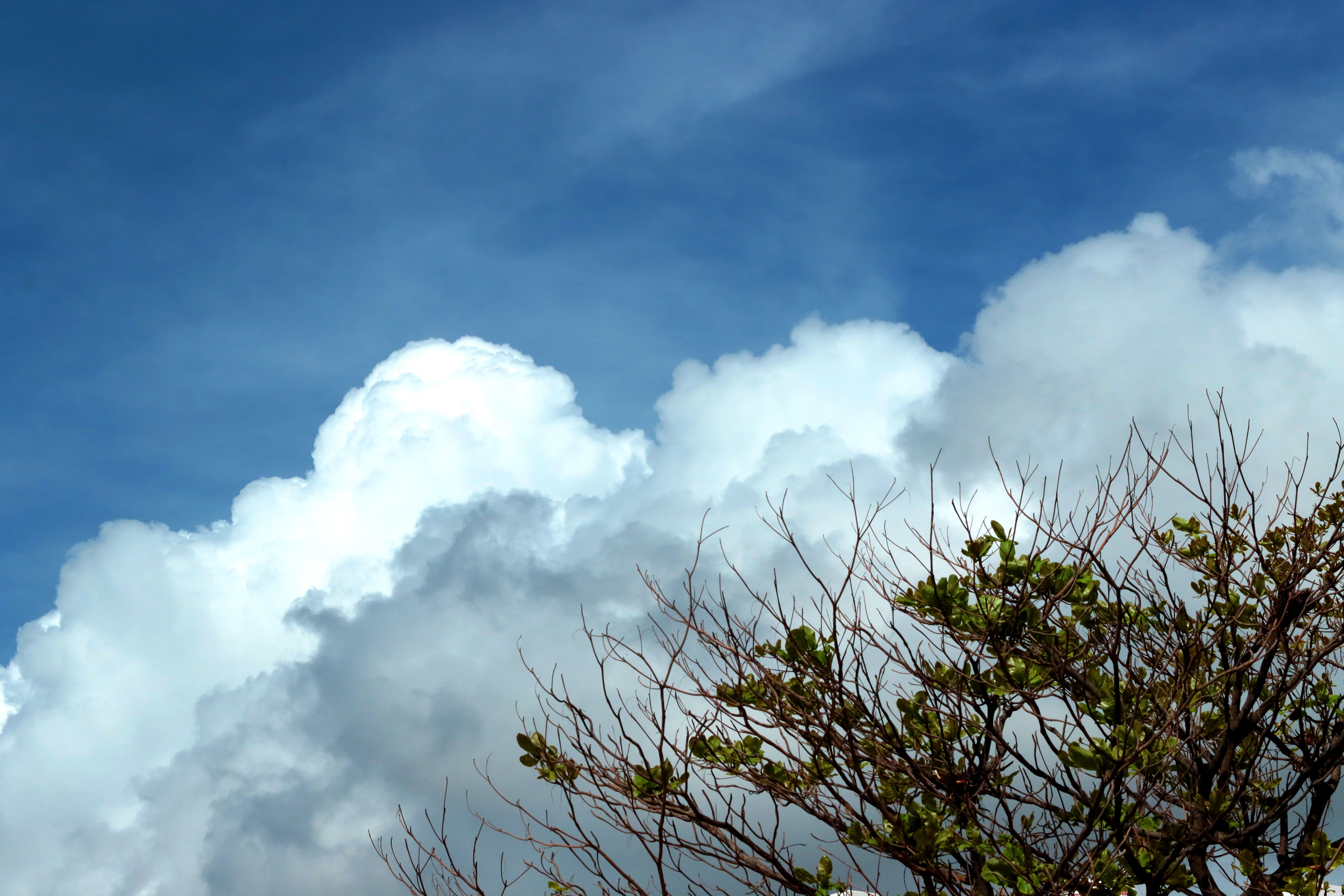 Serene view of white clouds against a blue sky with tree branches in Puducherry, India.