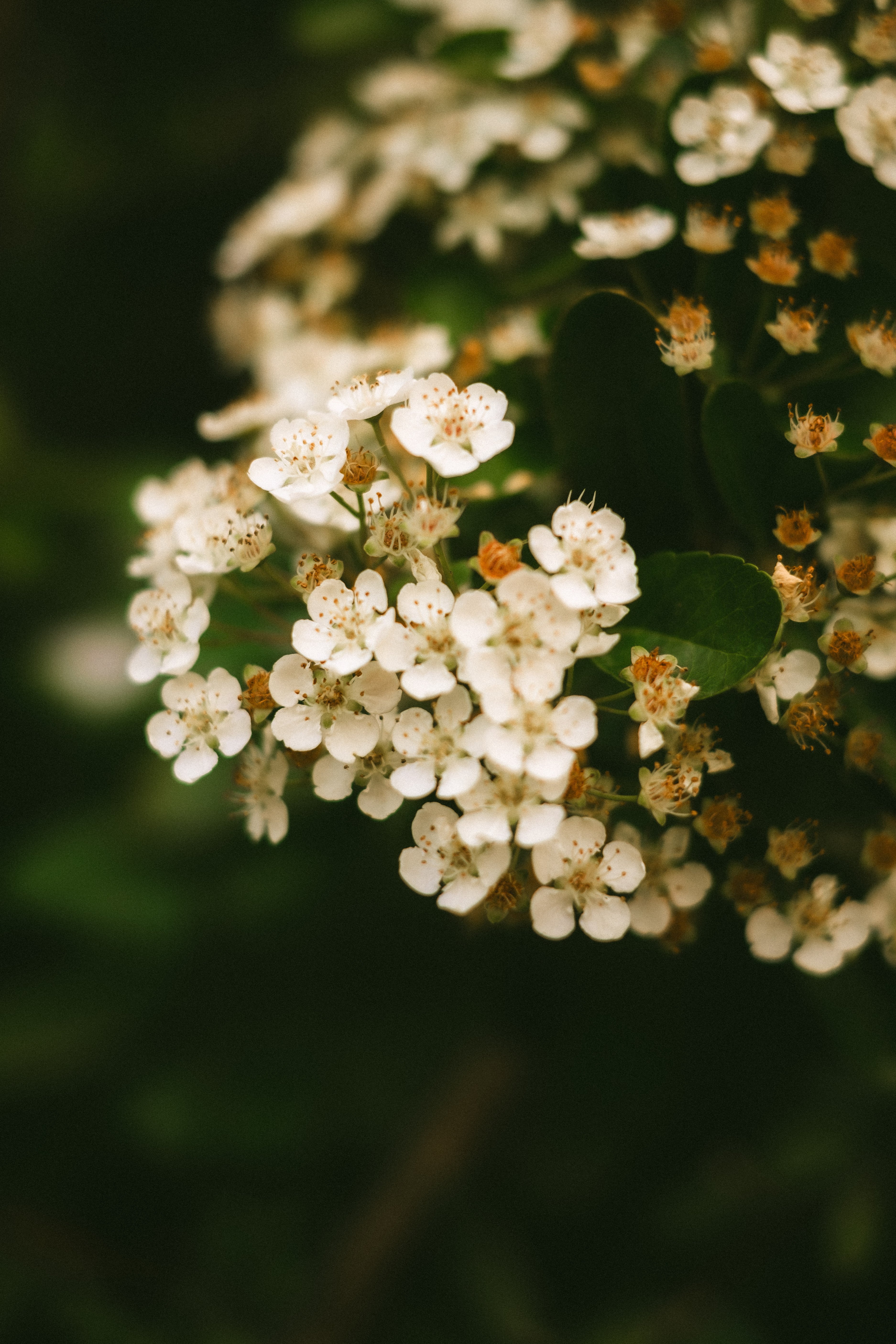 [ColoSach]-a-detailed-photograph-capturing-the-delicate-beauty-of-white-hawthorn-flowers-(crataegus)-in-full-bloom.