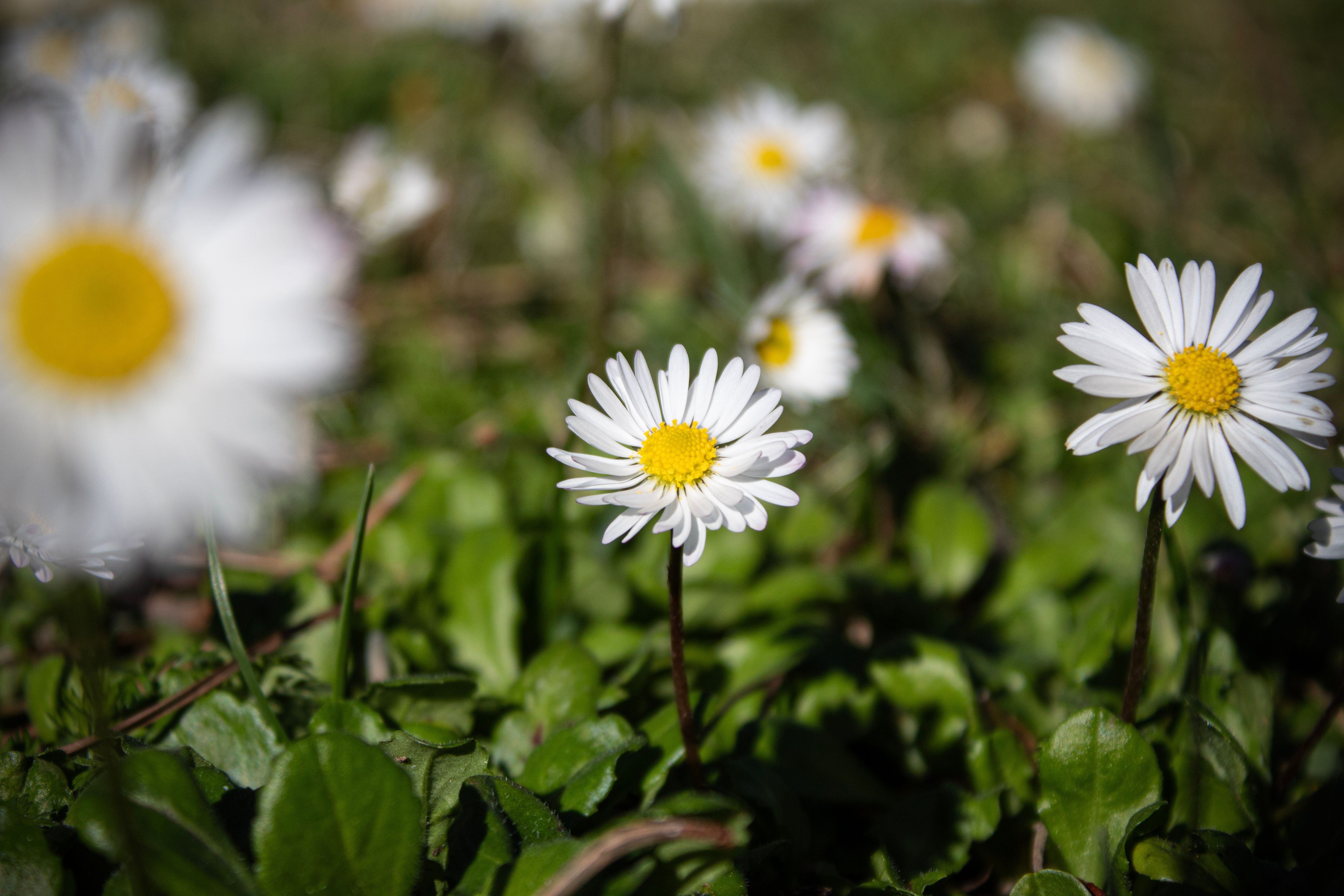 Vibrant daisy flowers blooming in a lush green field during spring in Friuli-Venezia Giulia, Italy.